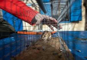 Wildlife Control in Houston, TX